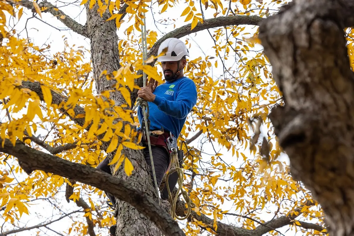 Skilled Tree Trimming crew working in Withee